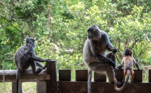 Photography Back view of silvery lutung monkeys sitting on the wooden fence