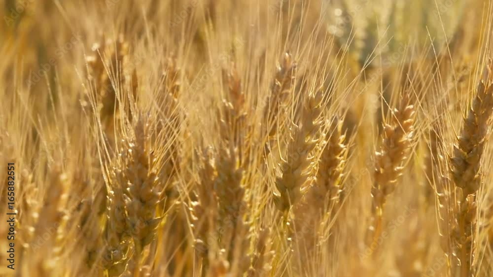 Yellow wheat spike close-up in sunlight glint at sunset Yellow wheat spike close-up in sunlight glint at sunset