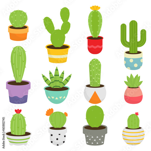 Cactus Plants And Succulents