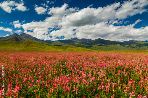 Blooming valley with green mountains. Kyrgyzstan photo