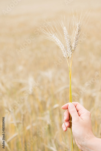 Hand holding golden wheat on the filed