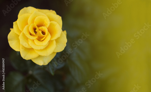 Yellow rose in the garden