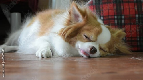 Chihuahua puppies with cute looks, Dog brush