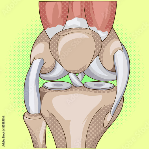 Anatomy. Structure knee joint vector pop art design