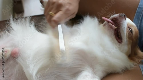 Chihuahua puppies with cute looks, Dog brush