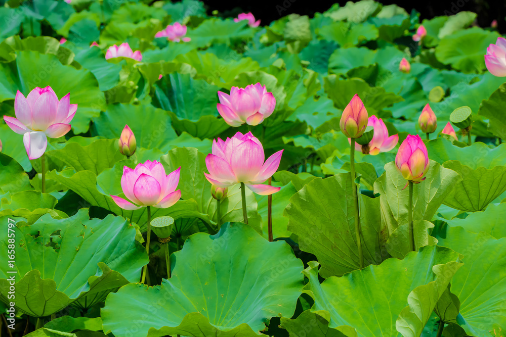 The Lotus Flower.Background is the lotus leaf and lotus bud and lotus flower and tree.Shooting location is Yokohama, Kanagawa Prefecture Japan. The Lotus Flower.Background is the lotus leaf and lotus bud and lotus flower and tree.Shooting location is Yokohama, Kanagawa Prefecture Japan.
