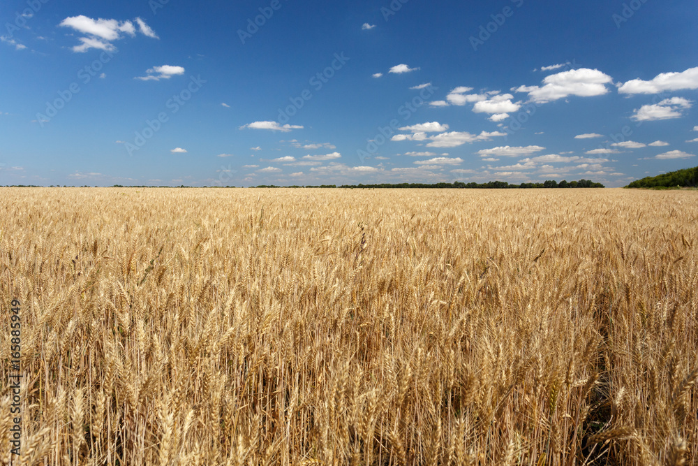 Wheat field against blue sky with clouds