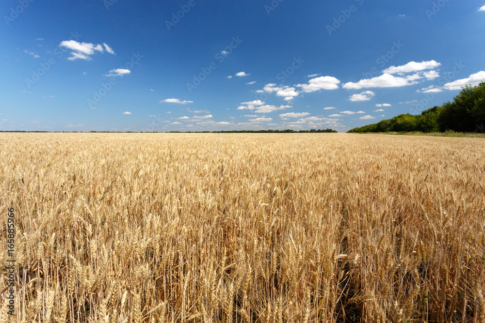 Wheat field against blue sky with clouds