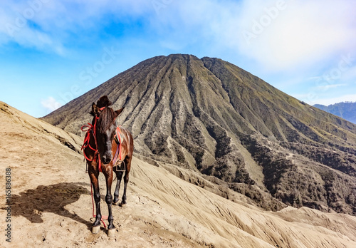 Horses for tourist rent at Mount Bromo of the Tengger massif  East Java  Indonesia