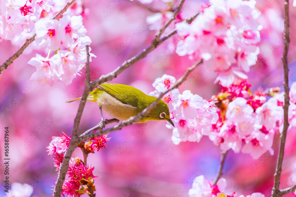 The Japanese White-eye.The background is cherry blossoms. Located in Tokyo Prefecture Japan. The Japanese White-eye.The background is cherry blossoms. Located in Tokyo Prefecture Japan.