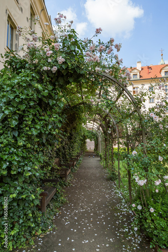 Canvas Print Lush rose pergola at the Vojan Gardens (Vojanovy sady)