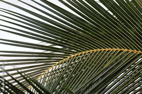 The palm leaves create patterns, Kenya