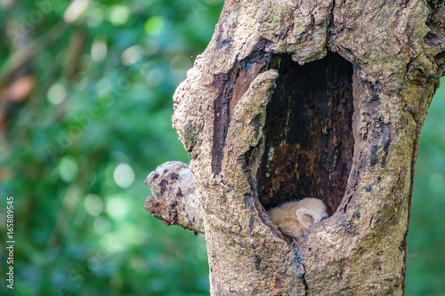 Baby Owls sleeping inside tree hole