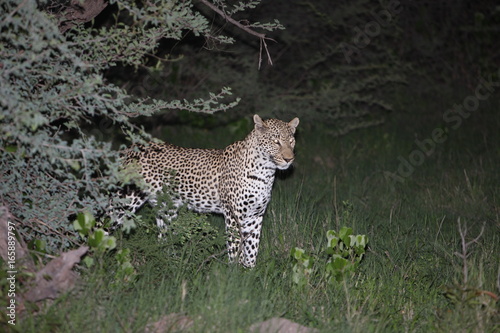 Leopard Kenya Africa savannah wild animal cat mammal