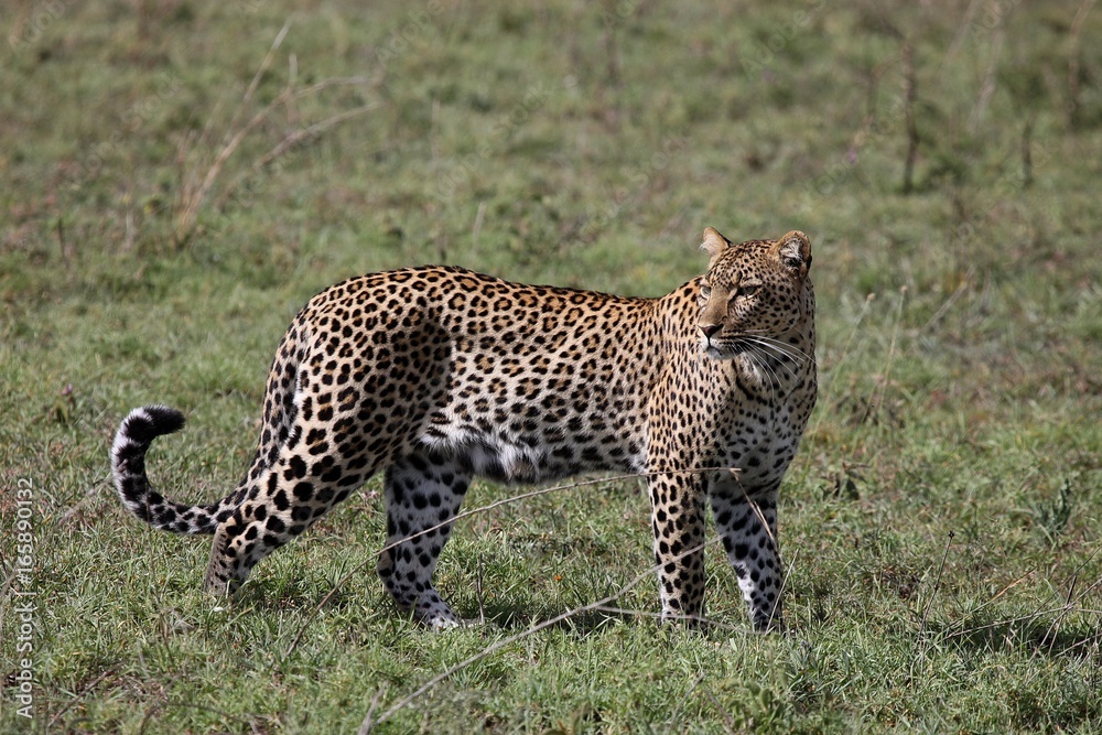 Leopard Kenya Africa savannah wild animal cat mammal Leopard Kenya Africa savannah wild animal cat mammal