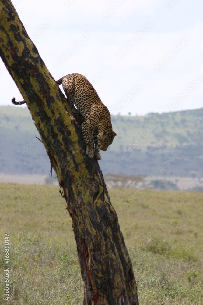 Obraz premium Leopard Kenya Africa savannah wild animal cat mammal