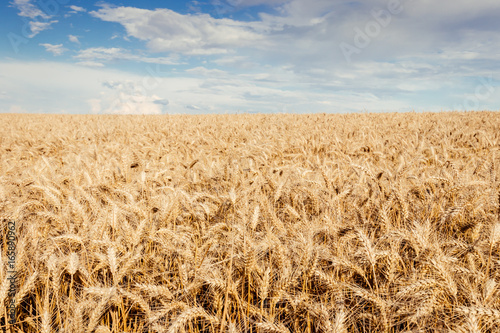Corn field in summer just before harvest