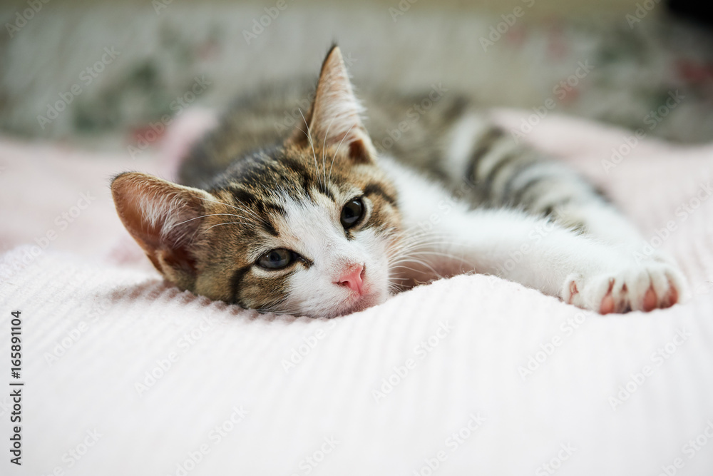 Resting kitten on a pink blanket