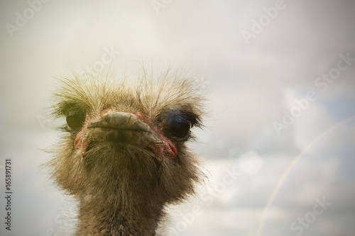 ostrich bird head and neck front portrait © mihail39