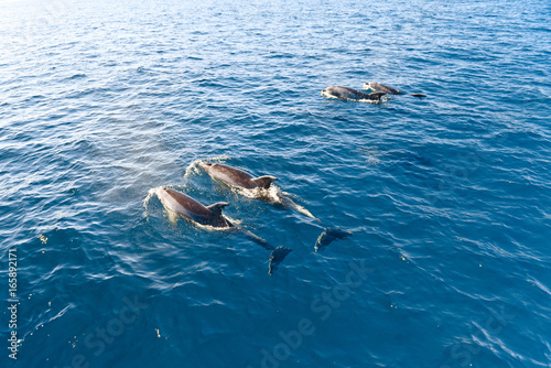 Dolphins swimming in the ocean, New Zealand