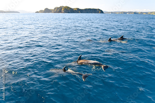 Dolphins swimming in the ocean, New Zealand