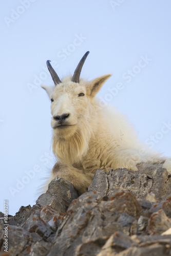 Mt goat on ledge of rock with sky background
