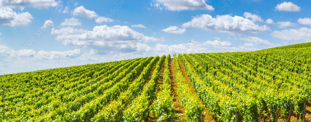 Vineyards of Burgundy