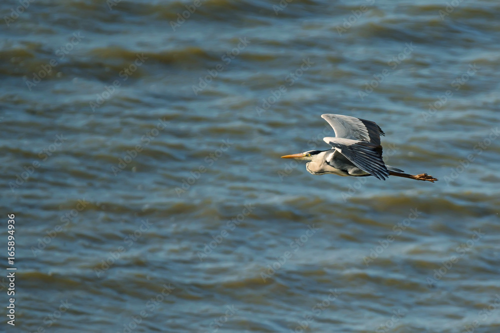 Fototapeta premium Grey heron flying