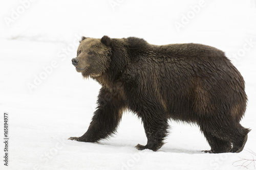 Grizzly bear walking on deep snow at beginning of spring photo