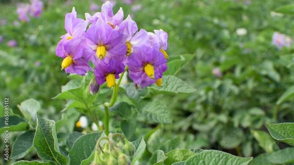 Violet flower of a potato in a windy summer day. Green nature scene Violet flower of a potato in a windy summer day. Green nature scene