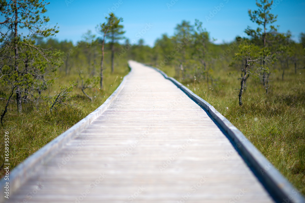 Obraz premium Wooden walkway on the swamp. Viru Raba, Lahemaa park, Estonia.