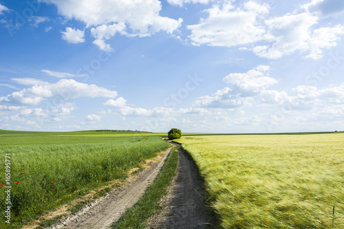 Road, field and meadow