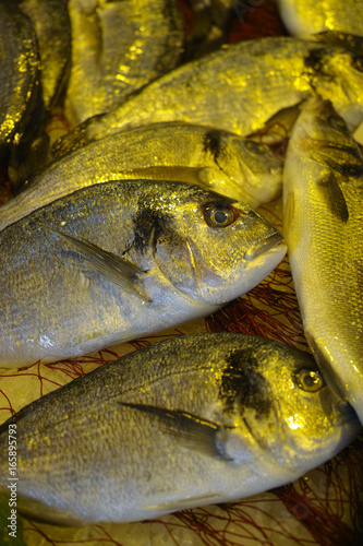 Raw fresh gilt-head bream, dorade fish on ice, ready to cook photo