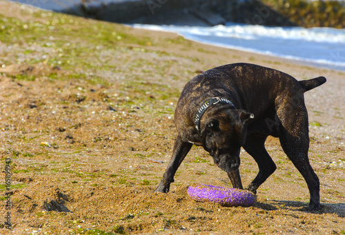 Rottweiler dog on the sand by the sea plays with a toy in the form of a ring