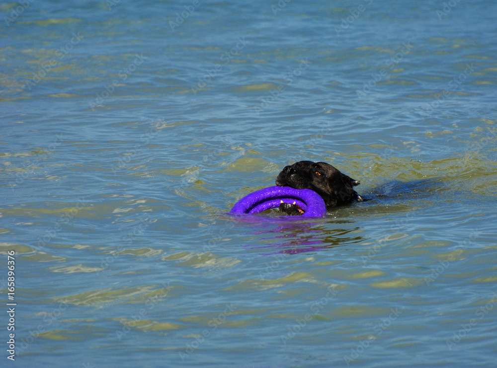 Fototapeta premium Rottweiler dog in the water on the beach playing with a toy in the form of a ring