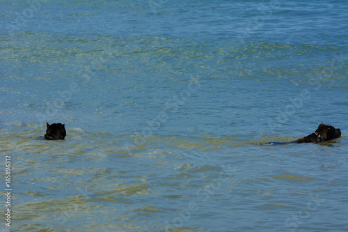 Rottweiler dog in the water on the beach playing with a toy in the form of a ring