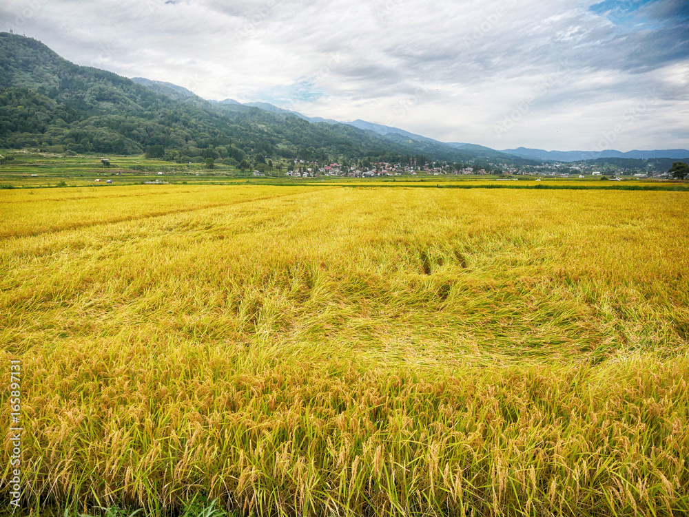 Japan rice field with sky and mountain background
