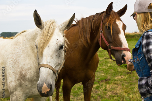 Pferde  mit M  dchen  Pferde f  ttern  Landleben  Bauernhof