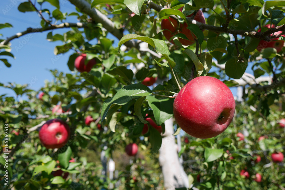 Apple orchard in Japan