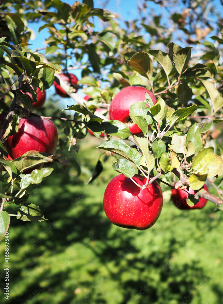 Obraz premium Red apple orchard in Japan
