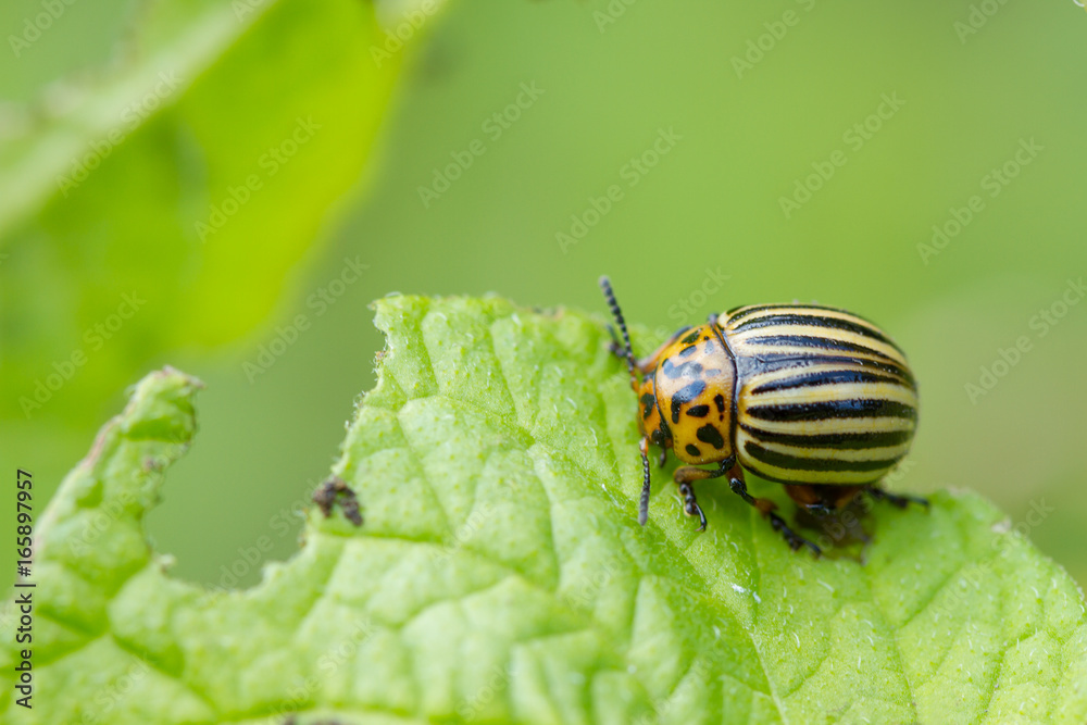 Colorado beetles on potato