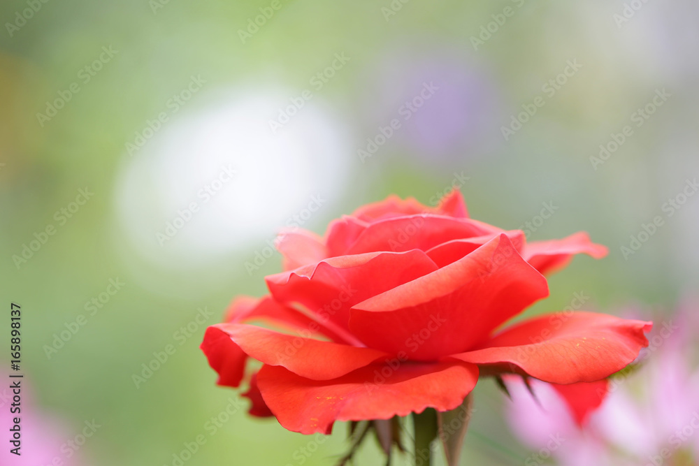 Red rose Red rose
