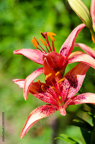 Beautiful lily flowers grow in the summer