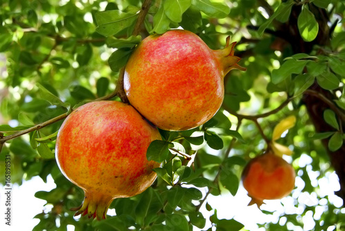 Ripe Colorful Pomegranate Fruit on Tree Branch