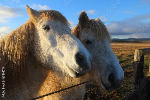 chevaux