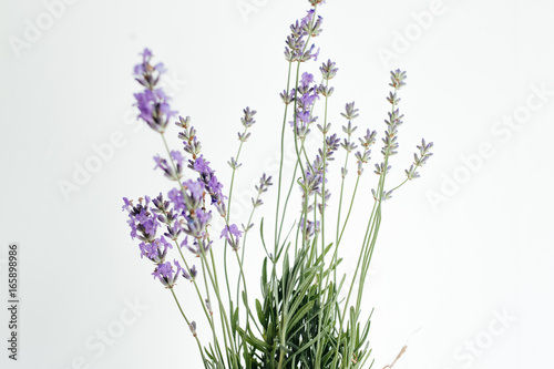  branch of lavender lies on a white background