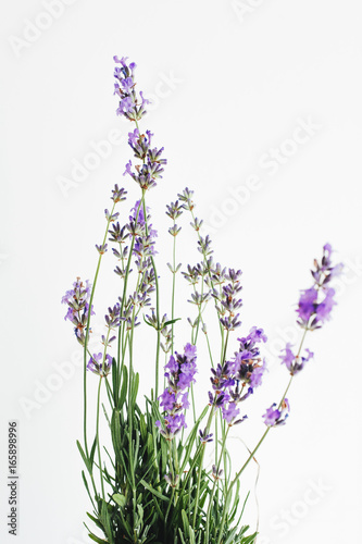branch of lavender lies on a white background
