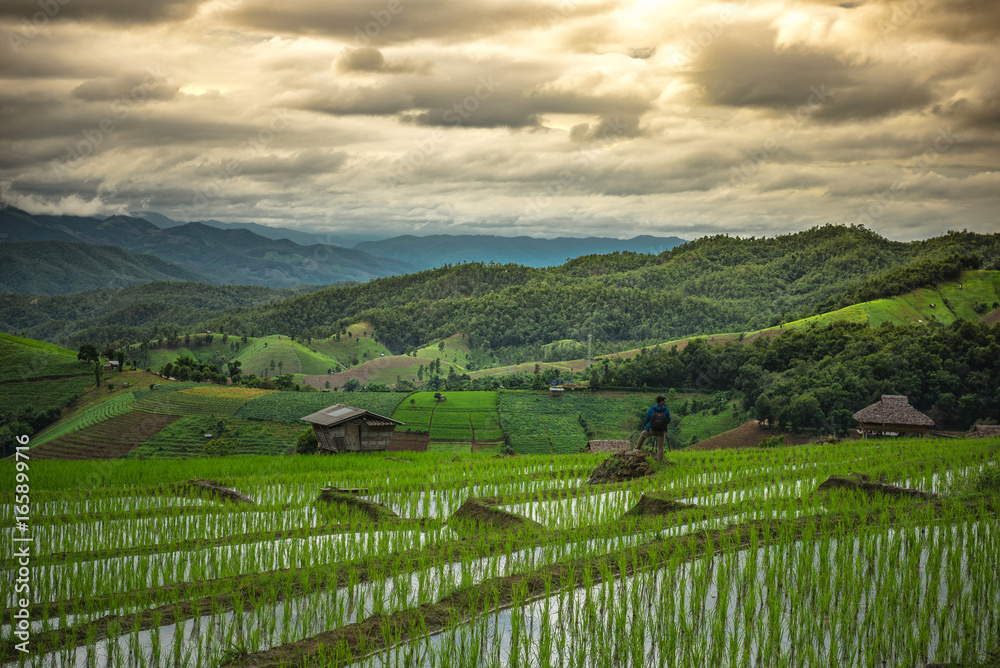 Rice terraces,Rice field on the mountain,Natural retreats,The life of the hilltribe
