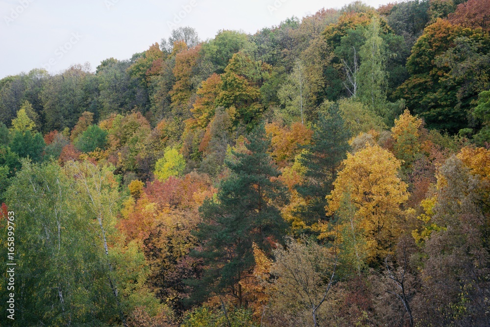 Colored trees on a hillside