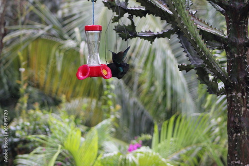 colibri guadeloupe